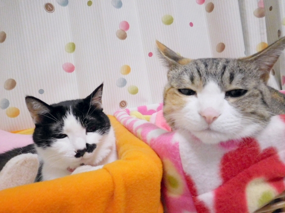 Cat pictures｜眠いニャ～♪