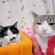 Cat pictures｜眠いニャ～♪