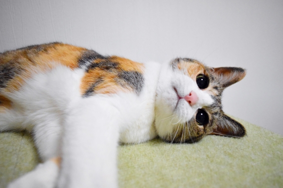 Cat pictures｜寝ながら遊び♪