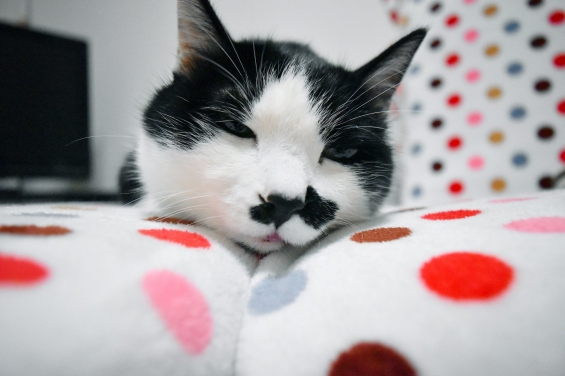 Cat pictures｜眠いのです…。