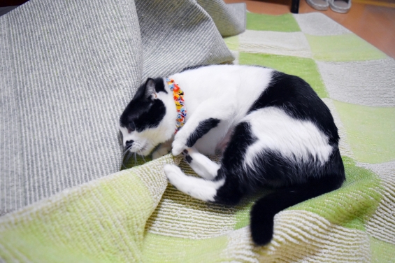 Cat pictures｜お邪魔虫♪