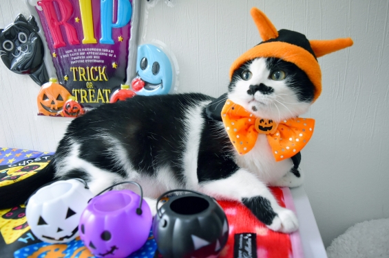Cat pictures｜ハロウィンニャ～♪くぅ編