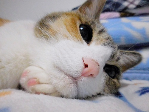 Cat pictures｜眠いニャ～。
