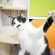 Cat pictures｜アタ～ック！！