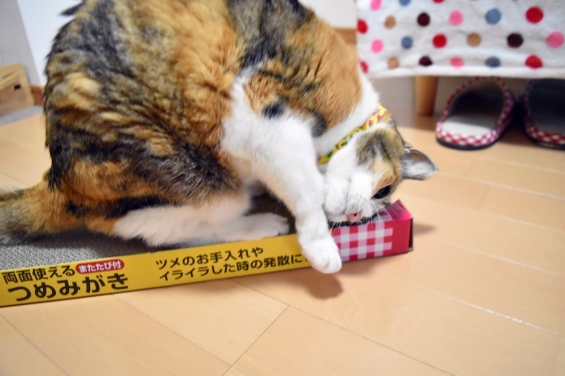 Cat pictures｜元気出るニャ～♪