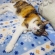 Cat pictures｜眠いニャ～。