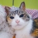 Cat pictures｜プリンセス…のつもり（笑）