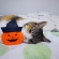 Cat pictures｜ハロウィンニャ～♡