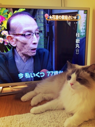 Cat pictures｜師匠