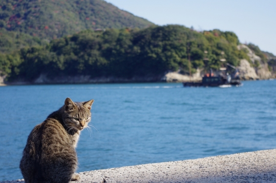 Cat pictures｜海辺に佇む野良