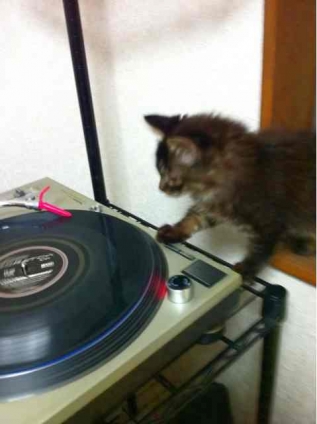 Cat pictures｜DJ Mei