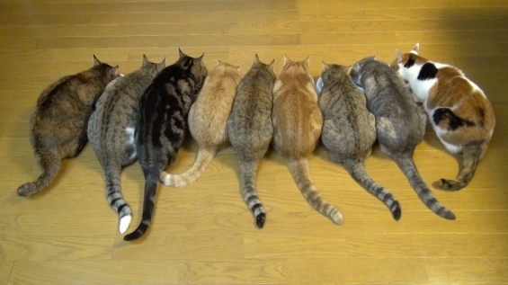 Cat pictures｜９匹の猫ガツガツと食事をする！