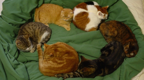 Cat pictures｜輪になって寝る猫