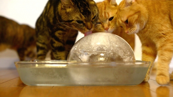 Cat pictures｜氷で涼む猫♪