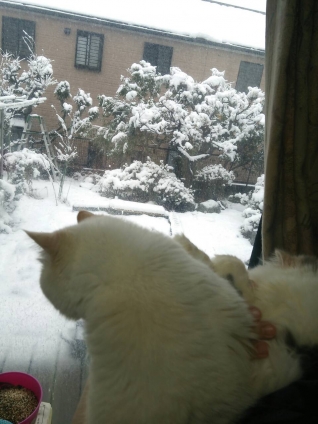 Cat pictures｜雪景色ニャね。