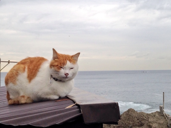 Cat pictures｜海と猫