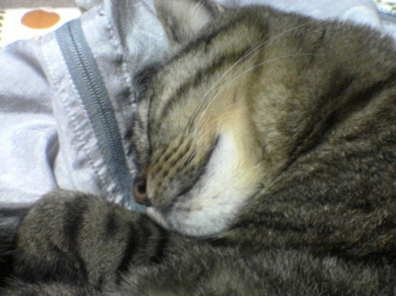 Cat pictures｜制服の上で寝ないで・・・。