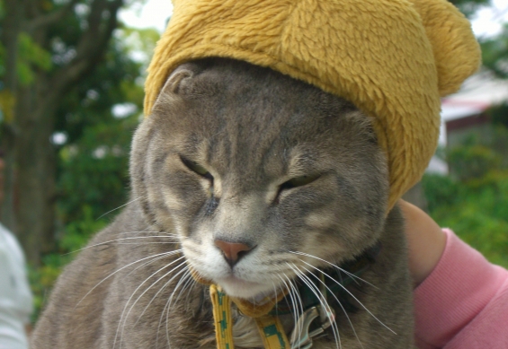 Cat pictures｜帽子にゃんこ現る！