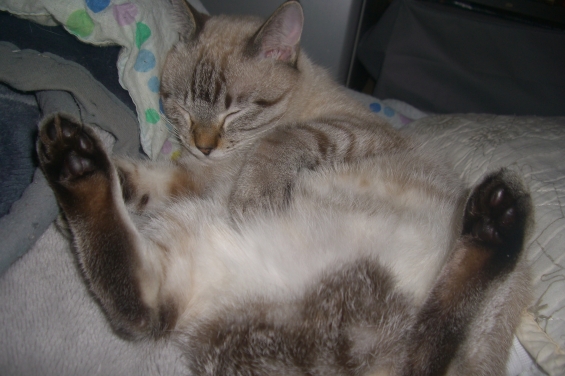 Cat pictures｜ニャンドル良雄、無防備で寝る。