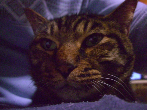 Cat pictures｜トラ之助、「ホッ♥」の顔。
