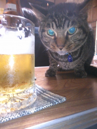 Cat pictures｜おかえりニャ。Ｂｅｅｒ、どう？