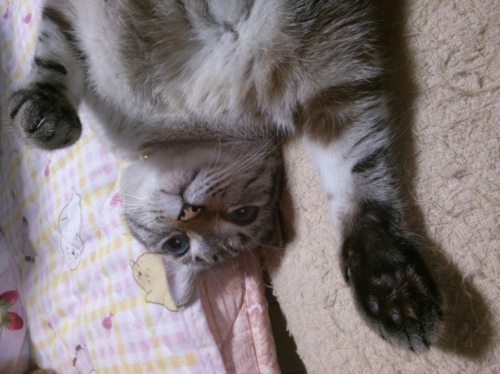 Cat pictures｜良雄ちゃん、ニャ～い！