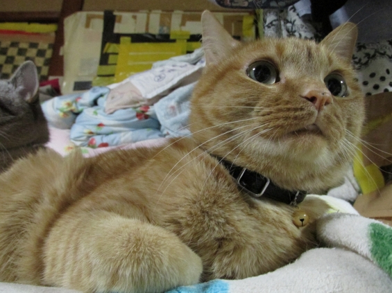 Cat pictures｜じぇじぇじぇ、雷だニャ！ｂｙ．きな次朗