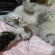 Cat pictures｜台風？かかってきニャさいzzz