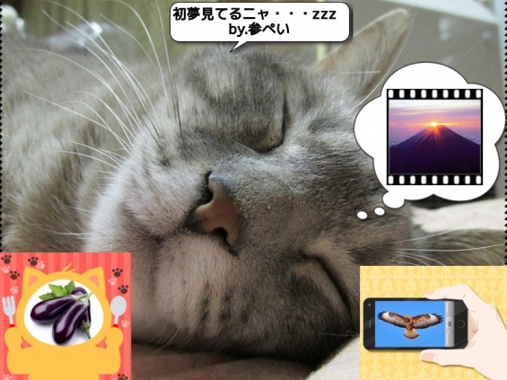 Cat pictures｜平成２６年、お世話になりました。