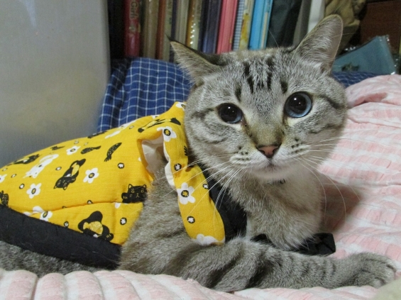 Cat pictures｜ちゃんちゃんこ、似合うかニャ～？