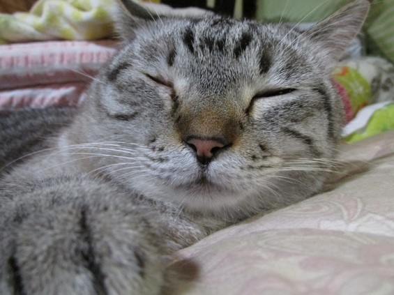 Cat pictures｜雨の日は・・・　ｚｚｚ　　ｂｙ．良雄