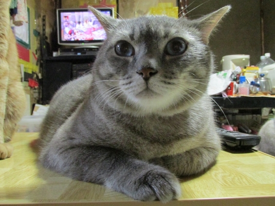 Cat pictures｜台風、こわかったニャｗ　ｂｙ．参ぺい