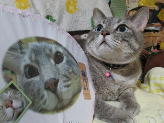 Cat pictures｜夏休みの宿題…？