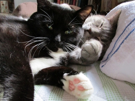 Cat pictures｜参ぺい兄ちゃんの腕枕でしゅ。ｂｙ．姫都舞