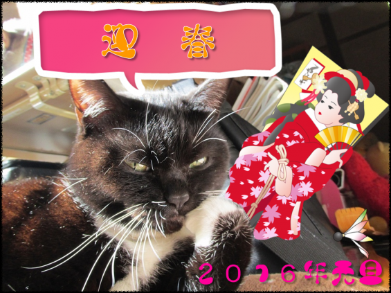 Cat pictures｜新年のご挨拶（壱）