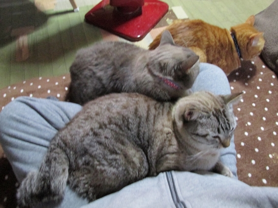 Cat pictures｜オッチンの順番