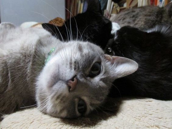 Cat pictures｜猫枕って、僕のことかニャ？