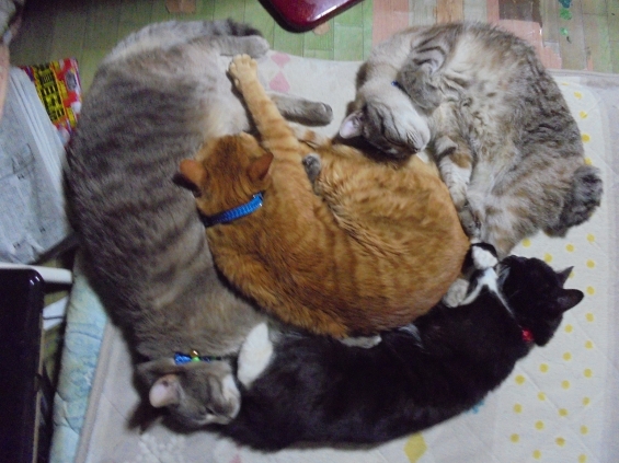 Cat pictures｜最後の４団子