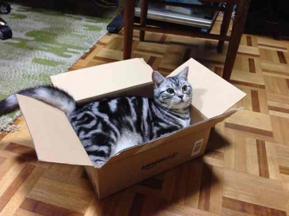 Cat pictures｜Amazon大好き