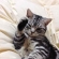 Cat pictures｜眠い…