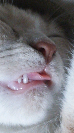 Cat pictures｜イテｯテェ～。舌噛んじゃった