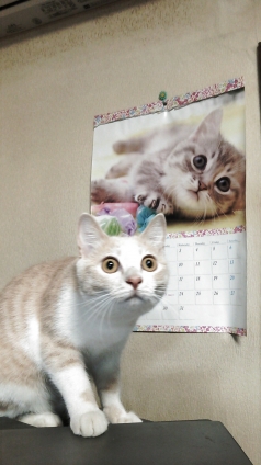 Cat pictures｜ねぇ～ねぇ～カレンダー何で私じゃないの？