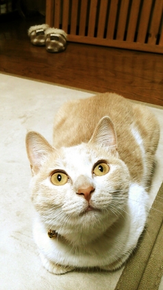 Cat pictures｜ロックオン