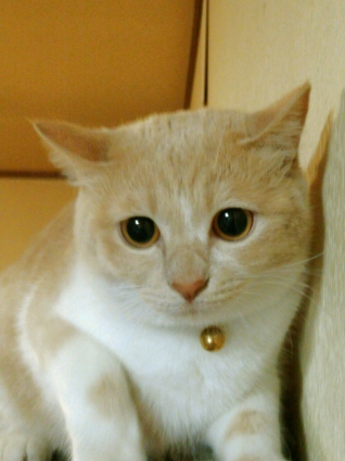 Cat pictures｜ポッチャリ・・・ちゃちゃ