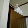 Cat pictures｜本日は『ドアの上』に挑戦してみました。