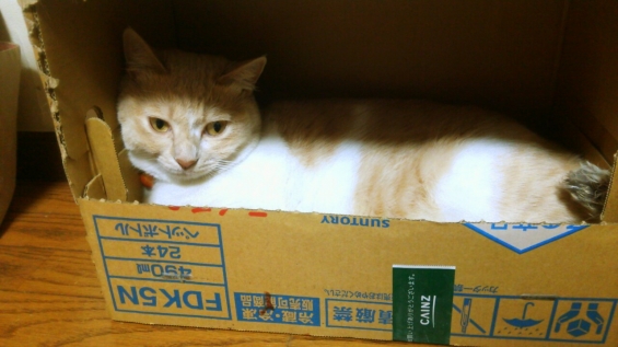 Cat pictures｜箱入り娘・・・ちゃちゃ姫