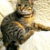 Cat pictures｜TAMA初の本猫！ありがとうございます。
