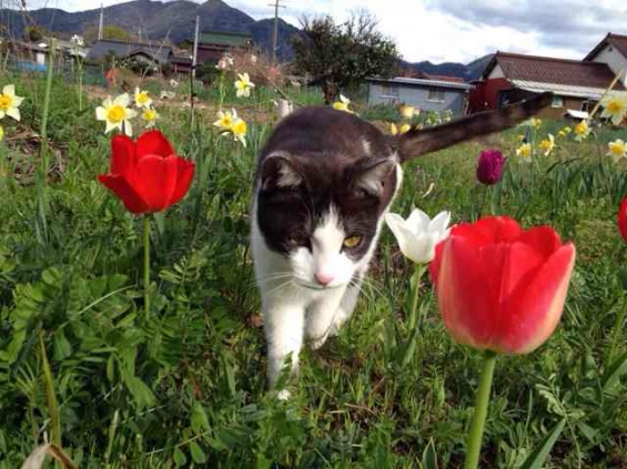 Cat pictures｜春はハチワレ