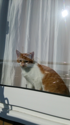 Cat pictures｜窓からの景色、眩しいニャ！メルでーす！