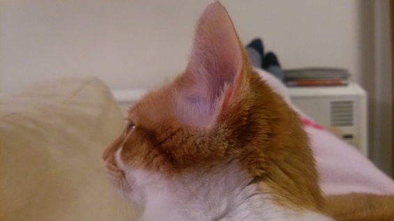 Cat pictures｜耳を澄ましてニャんの音ニャ？メルでーす！